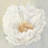 Serene Peony #45729 Serene Peony #45729