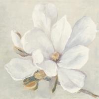 Serene Magnolia #45730 Serene Magnolia #45730