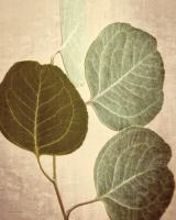 Eucalyptus Color #45743 Eucalyptus Color #45743