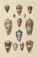 Shell Assorment I #45755