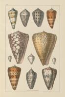 Shell Assorment II #45756