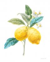 Floursack Lemon IV on White #45790 Floursack Lemon IV on White #45790