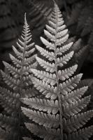 Lady Fern I #46085 Lady Fern I #46085