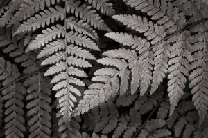 Lady Fern II #46086 Lady Fern II #46086