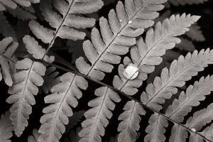 Oak Fern #46087 Oak Fern #46087