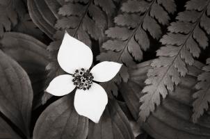 Bunchberry and Ferns I BW #46088 Bunchberry and Ferns I BW #46088