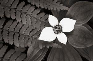 Bunchberry and Ferns II BW #46089 Bunchberry and Ferns II BW #46089