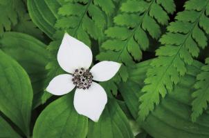 Bunchberry and Ferns II color #46091 Bunchberry and Ferns II color #46091