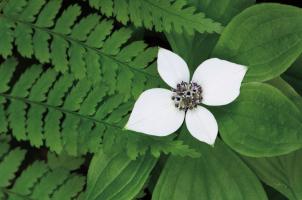 Bunchberry and Ferns I color #46090 Bunchberry and Ferns I color #46090