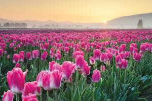 Skagit Valley Tulips I #46180 Skagit Valley Tulips I #46180