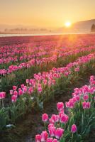 Skagit Valley Tulips II #46181 Skagit Valley Tulips II #46181