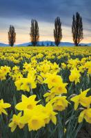 Skagit Valley Daffodils I #46212 Skagit Valley Daffodils I #46212