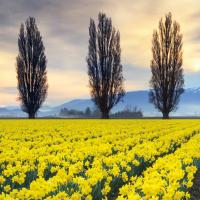 Skagit Valley Daffodils II #46213 Skagit Valley Daffodils II #46213