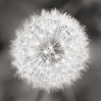 Dandelion Seedhead #46215 Dandelion Seedhead #46215