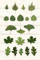 Leaf Chart I Shiplap #46604 Leaf Chart I Shiplap #46604