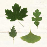 Leaf Chart II Shiplap #46605 Leaf Chart II Shiplap #46605