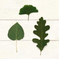 Leaf Chart III Shiplap #46606 Leaf Chart III Shiplap #46606