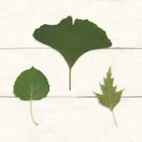 Leaf Chart IV Shiplap #46607 Leaf Chart IV Shiplap #46607