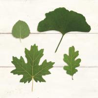 Leaf Chart V Shiplap #46608 Leaf Chart V Shiplap #46608