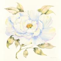 Peony #46647 Peony #46647