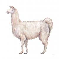 Bohemian Cactus Llama #46810 Bohemian Cactus Llama #46810