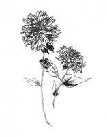 Sketchbook Flowers on White IV #46979 Sketchbook Flowers on White IV #46979
