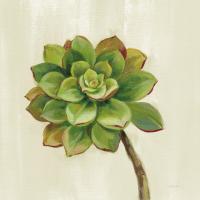 Front Yard Succulent IV #47319 Front Yard Succulent IV #47319
