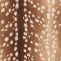 Sweet Fawn I #47403 Sweet Fawn I #47403