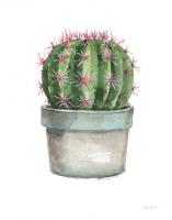 Mixed Greens Succulent II #47780