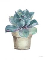 Mixed Greens Succulent IV #47782