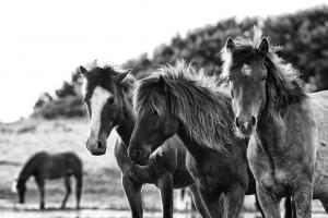 Horses Three #47852 Horses Three #47852