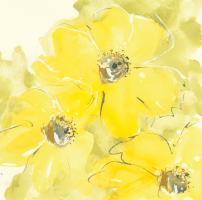 Sunshine Cosmos I #48034 Sunshine Cosmos I #48034