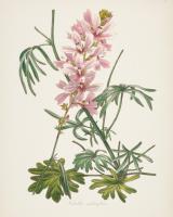 Antique Botanical LVII Cream #48120 Antique Botanical LVII Cream #48120
