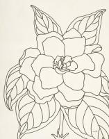Gardenia Line Drawing Crop #48133 Gardenia Line Drawing Crop #48133