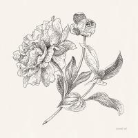 Flower Sketches I #48396 Flower Sketches I #48396