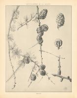 Vintage Tree Sketches II #48449 Vintage Tree Sketches II #48449