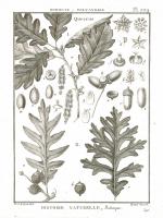 Histoire Naturelle Botanique I Light #48451 Histoire Naturelle Botanique I Light #48451