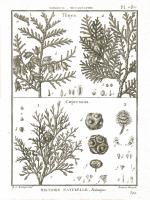 Histoire Naturelle Botanique II Light #48452 Histoire Naturelle Botanique II Light #48452