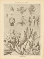 Lithograph Florals IV #48456 Lithograph Florals IV #48456
