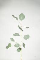 Simple Stems I #48469 Simple Stems I #48469