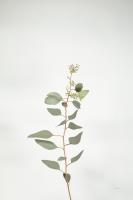 Simple Stems II #48470 Simple Stems II #48470