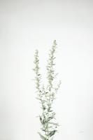 Simple Stems IV #48472 Simple Stems IV #48472