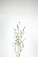 Simple Stems V #48473 Simple Stems V #48473