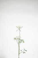 Simple Stems VI #48474 Simple Stems VI #48474