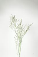 Simple Stems VII #48475 Simple Stems VII #48475