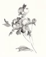 Peony Blossoms Gray #48856 Peony Blossoms Gray #48856