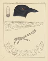 Bird Prints I #49024 Bird Prints I #49024
