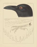 Bird Prints II #49025 Bird Prints II #49025