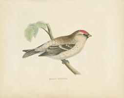 Mealy Redpole Print #49027 Mealy Redpole Print #49027
