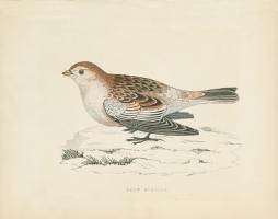 Snow Bunting Print #49028 Snow Bunting Print #49028